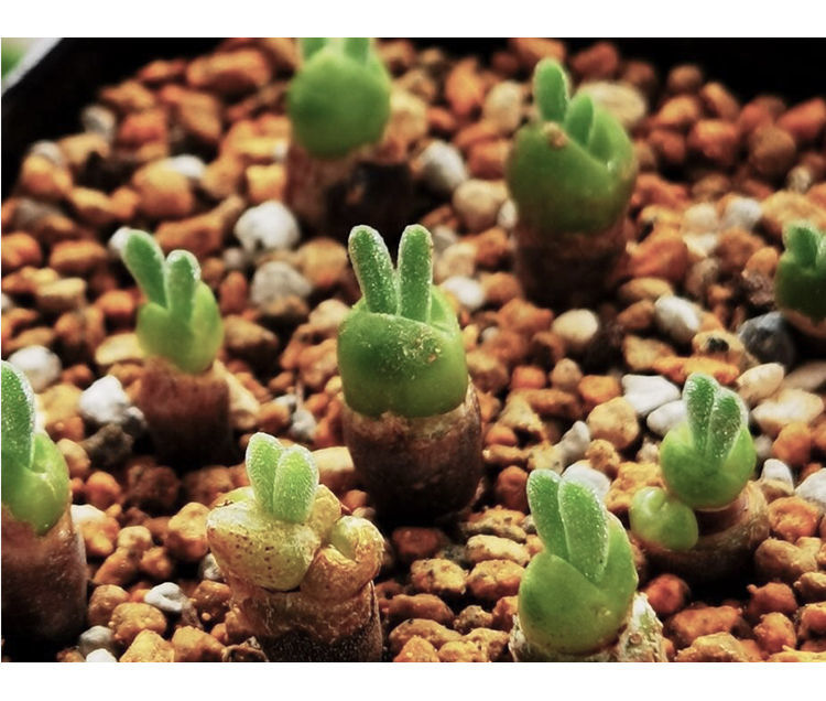 卉双萌萌哒碧光环小兔子带耳朵带球茎多肉植物多肉老桩绿植盆栽花卉单