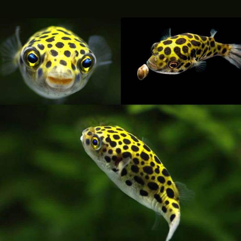 【京选推荐】毛毛狗头斑马狗头迷你淡水热带鱼潜水艇凶猛观赏鱼活体 2