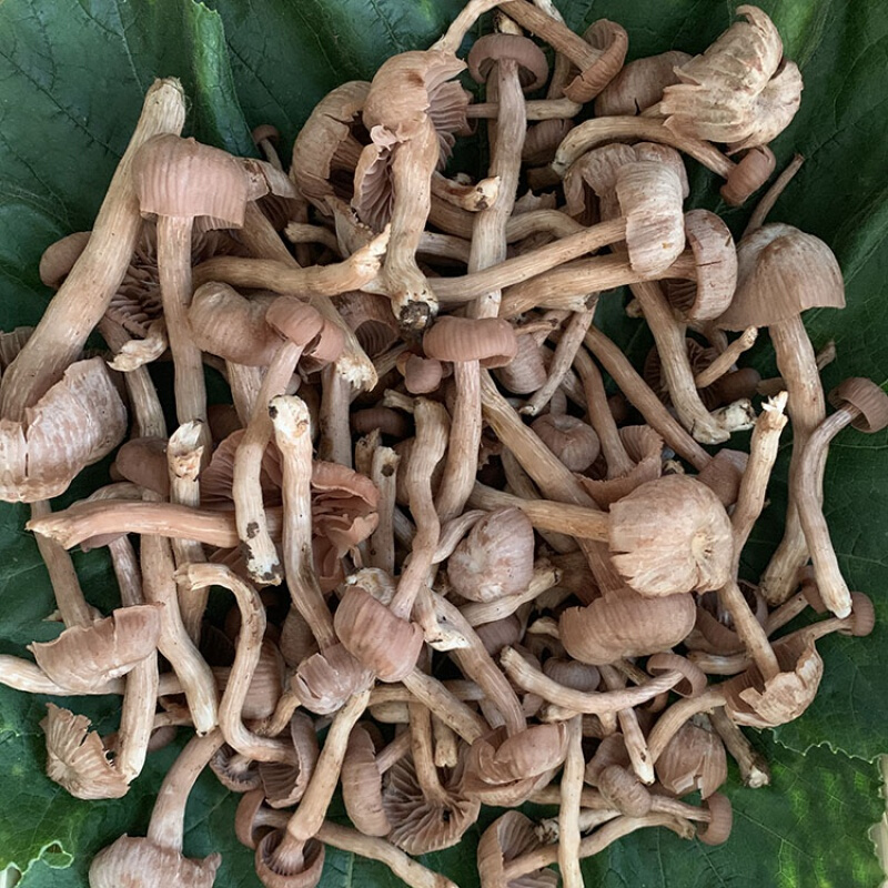 皮条菌新鲜蘑菇云南菌新鲜皮条菌500g