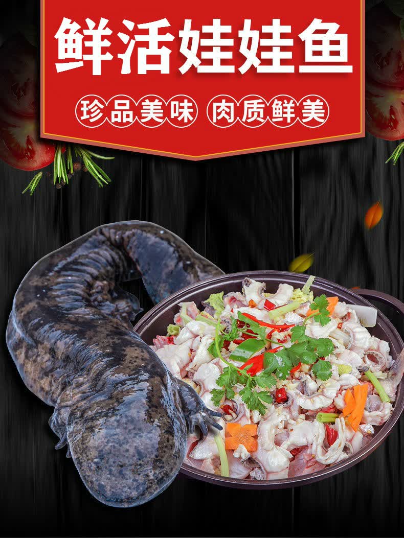 娃娃鱼 活鱼 鲜活食用包活到家 养殖场直发月子餐大鲵鱼苗玛木拉德 5