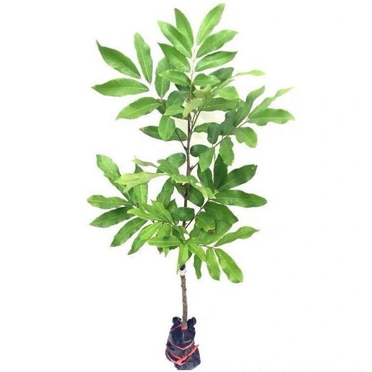 花姬 新品种紫皮龙眼苗石硖龙眼储良龙眼嫁接苗无核红皮龙眼树 四季