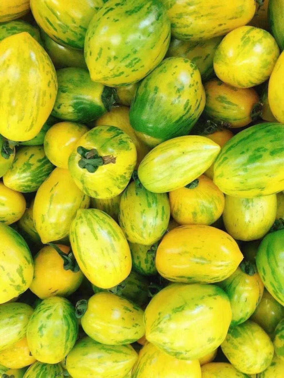 【年货精选】东北黄柿子农家自种柿子纯绿色小番茄皮球柿子新鲜水果