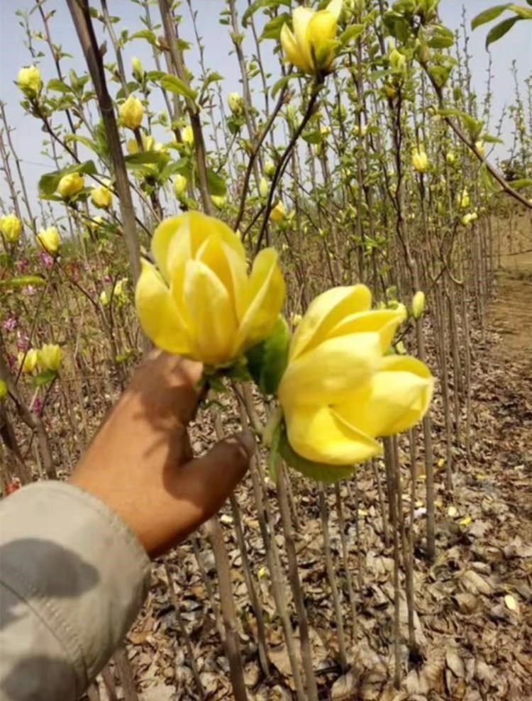 玉兰树苗黄玉兰白玉兰紫玉兰二乔玉兰红玉兰迎春花玉堂春绿化树苗