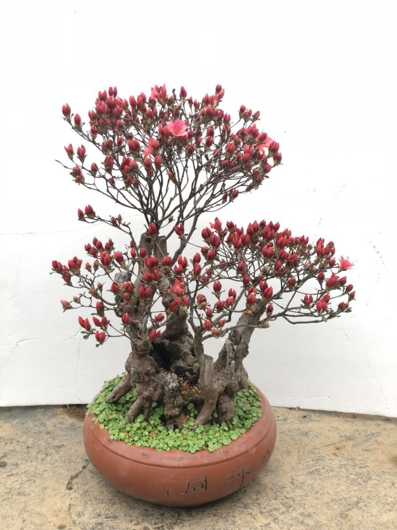 映山红造型盆景老桩实物杜鹃树桩一物一发室内外观赏植物 1号 带盆栽