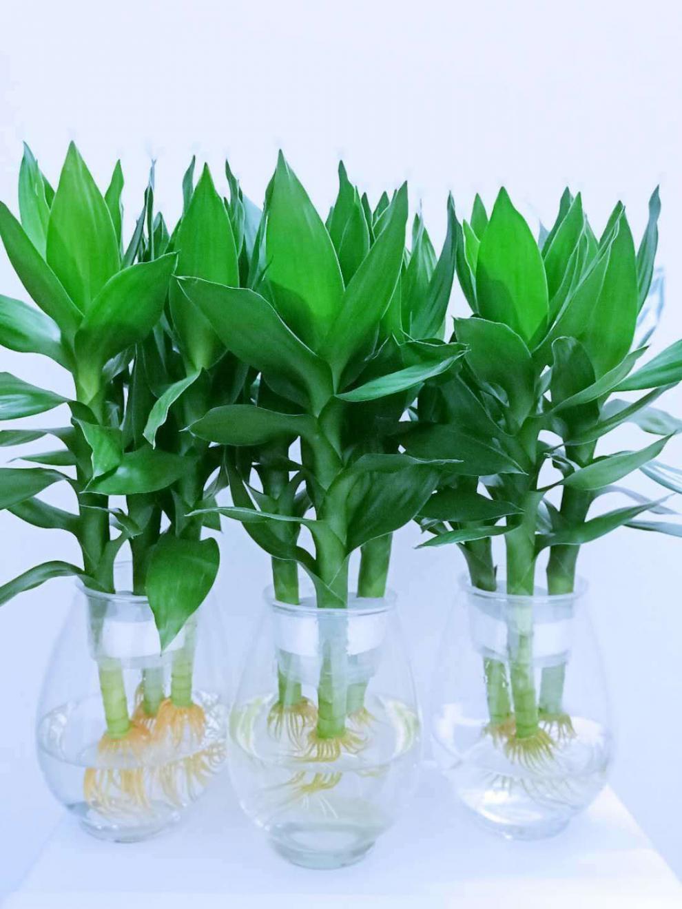 观音竹水培绿植盆栽富贵竹水养办公客厅长青净化空气鲜花观音竹3支原
