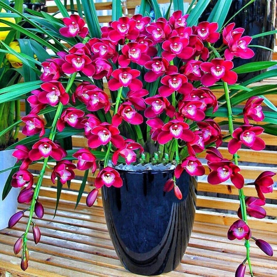 石斛兰花石斛兰盆栽带花苞兰花盆栽花卉植物室内兰花苗四季开花浓香型