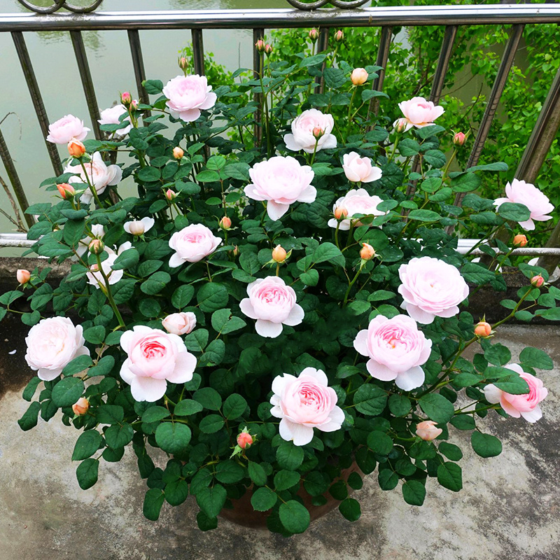 畷园瑞典女王月季大苗灌木庭院花园地栽观花绿植花卉多季开花大花浓香