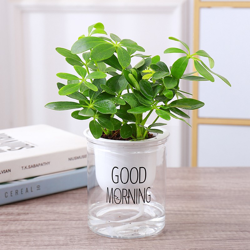 葫芦小葫芦文玩观赏庭院阳台盆栽鸡蛋葫芦小葫芦种20粒