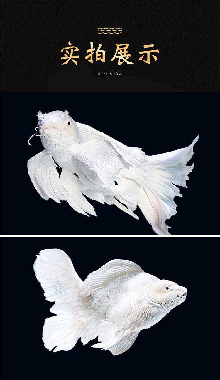 蝴蝶鲤锦鲤龙凤长尾球形球体短身冷水观赏鱼苗纯种淡水易活鱼 精选