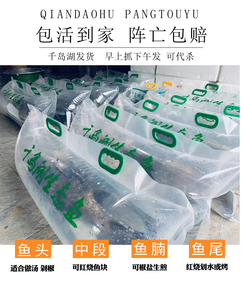 10斤正宗千岛湖活鱼胖头鱼鲜活花鲢鳙淡水大包头鱼旅游特产礼包 整条