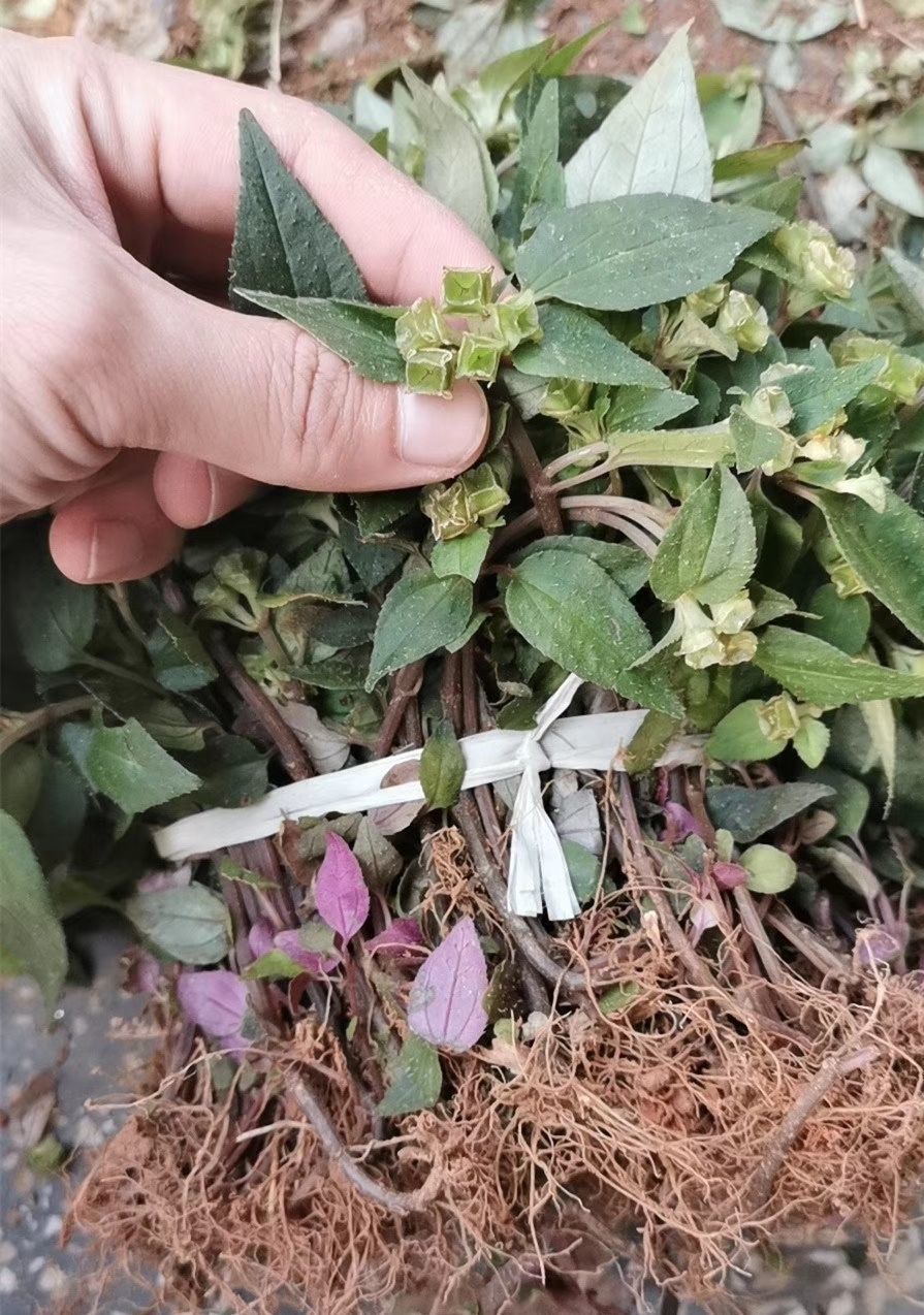 野生风谷草新鲜风柜斗草干品风鼓草正宗风骨草槠头草草 500g【图片