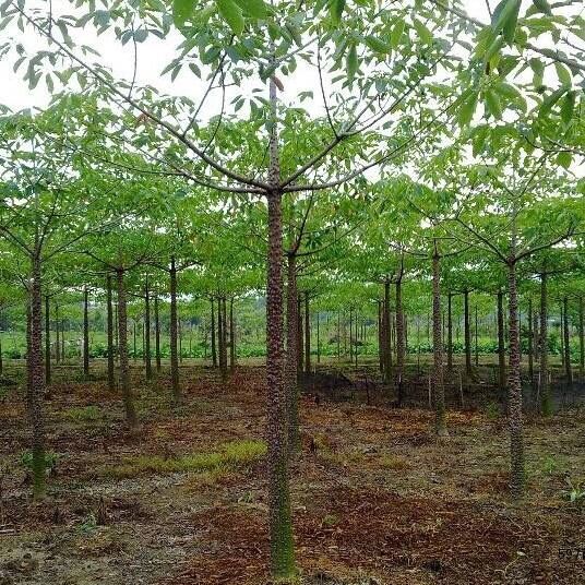 红木棉树本地乡土树木红花木棉广东木棉树苗广州木棉花名贵苗木 本地