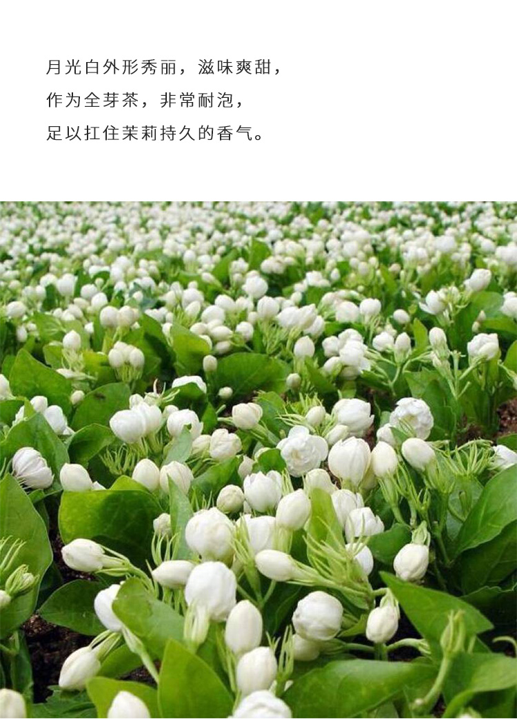 对白茶舍茉莉白50克盒装茉莉花茶茉莉龙珠高香白茶月光白耐泡清甜