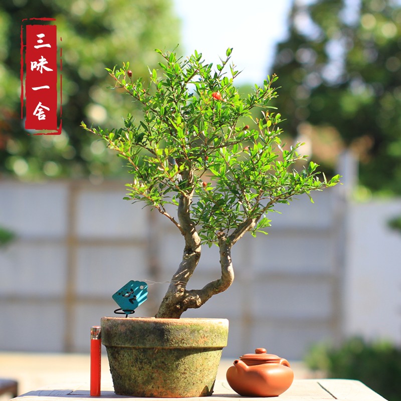 日本果石榴盆景新款红花紫皮挂果小品盆栽阳台绿植花卉桩实拍6石榴高