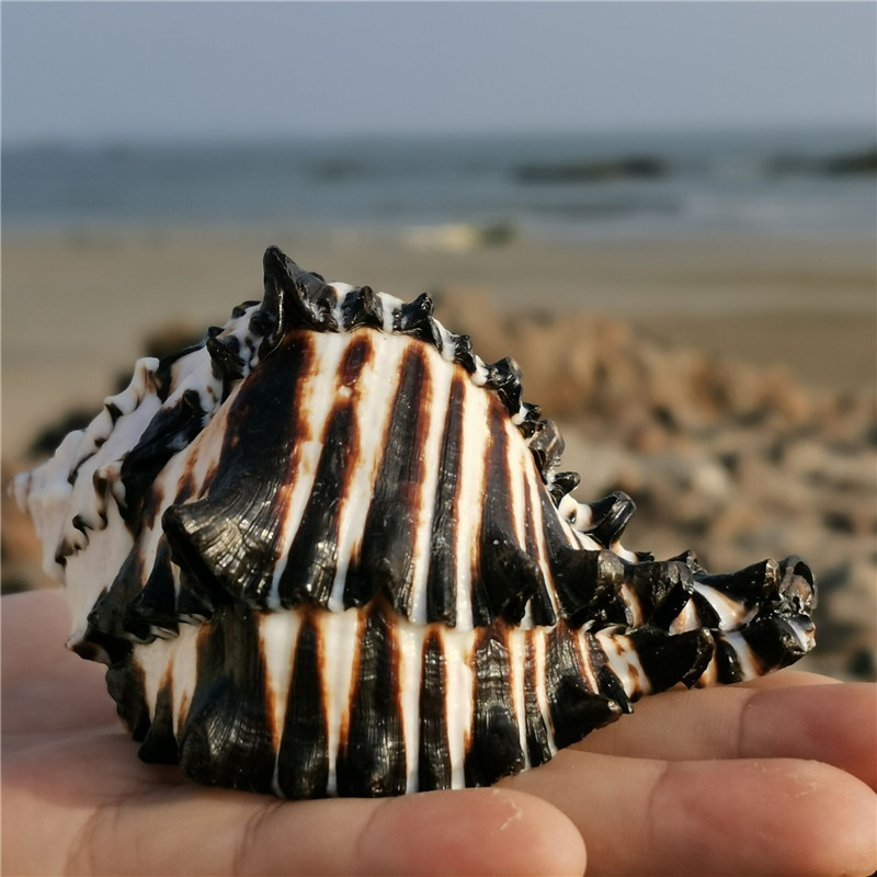 鹿凌青 鱼缸造景 黑斑马骨螺 天然海螺贝壳 长8-9厘米【图片 价格