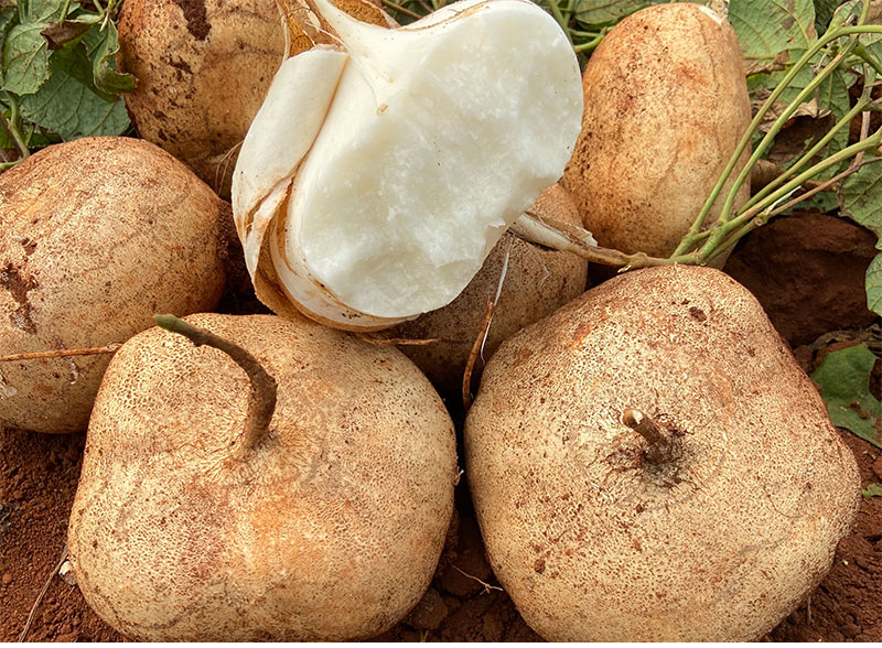 现挖凉薯新鲜白地瓜10斤装广西土瓜红土豆薯农家沙番薯山芋55斤中果