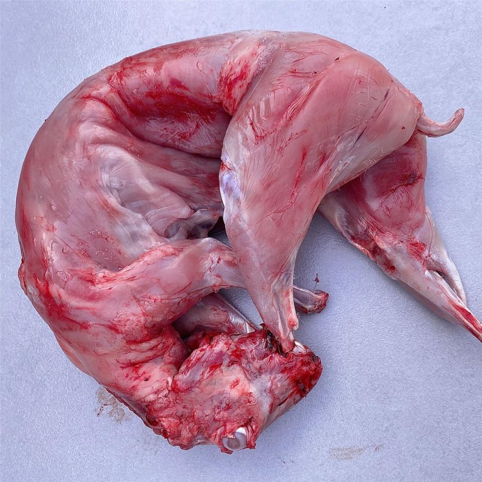新鲜兔肉整只现杀兔子肉鲜兔肉真空包装2斤到6斤一只速冻展志曼智带