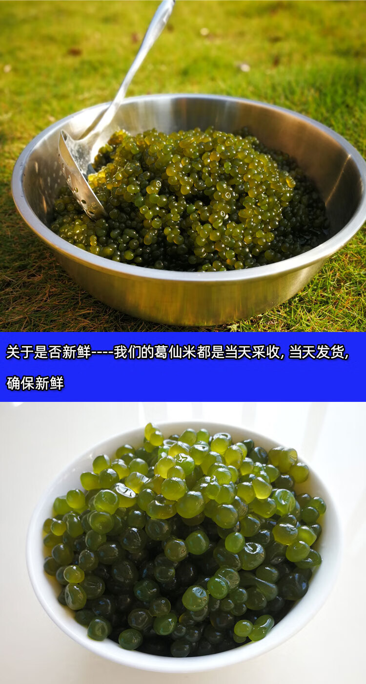 fgacct 葛仙米 新鲜葛仙米1斤 特色美食恩施土农家特产食品食用鲜活水