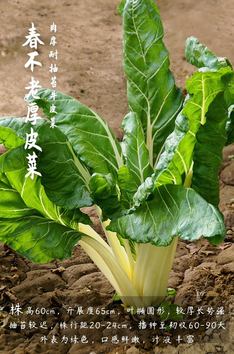 北蔬 油菜种子早熟高产耐寒菜籽黑油白菜蔬菜 皱叶黑油冬种子 15g装