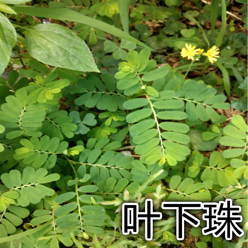 【亏本卖啦】中草福建野生叶下珠 珠仔草 珍珠草 龙珠草 整株全草带根
