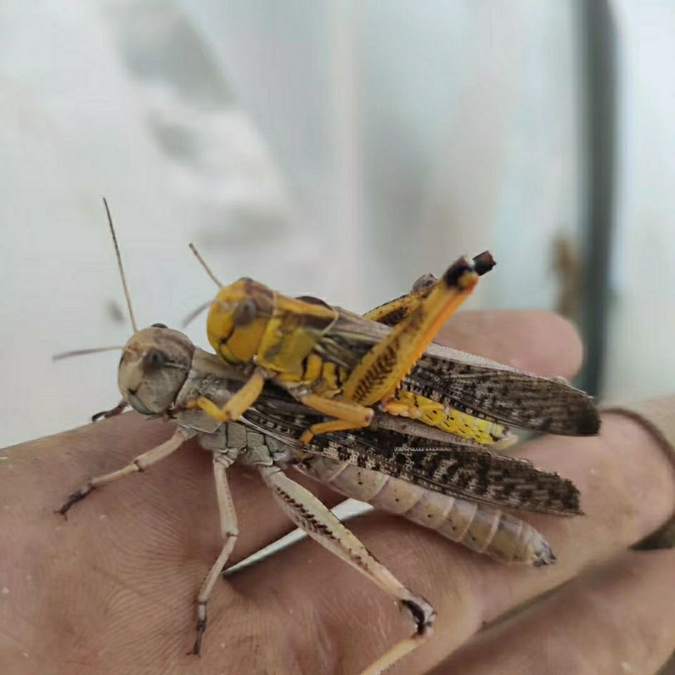 土蚂蚱活体速冻鲜蝗虫东亚飞蝗食用昆虫个大籽多餐桌美食下酒菜 公母