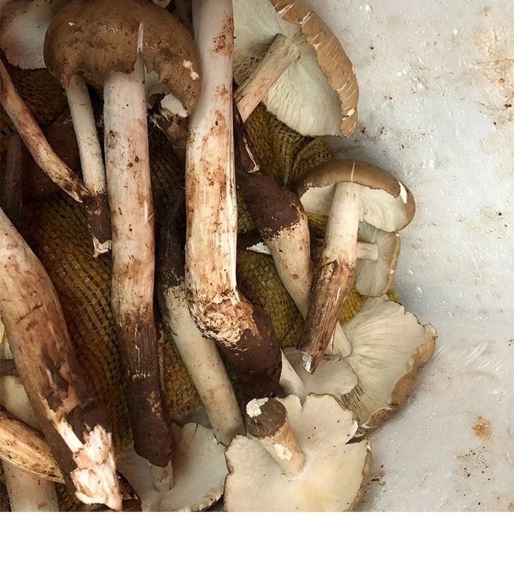 晨臻 四川鸡枞菌新鲜菌 成都特产斗鸡菇三塔菌野菌精选伞把菇500g!