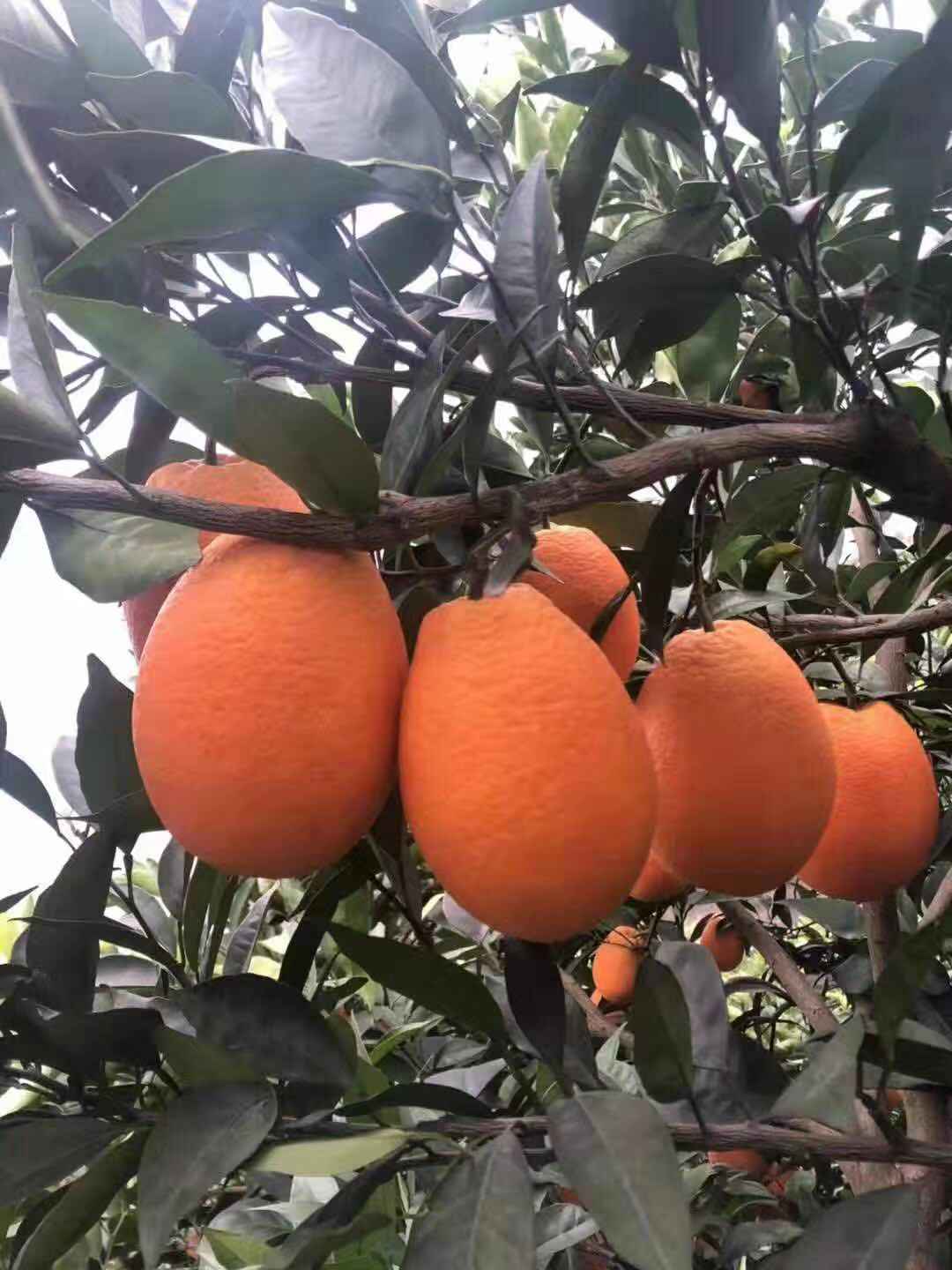 顺丰直达正宗重庆奉节脐橙当季福本水果新鲜20斤现摘现发多汁超甜手剥