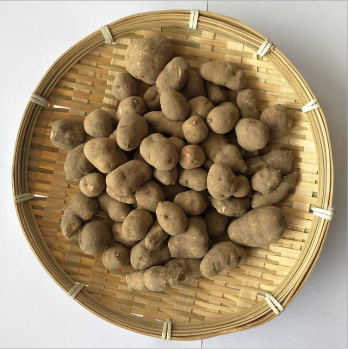 浙江野外生三叶青新鲜晒干中药原材金线吊葫芦丝线吊金钟500克 杞里香