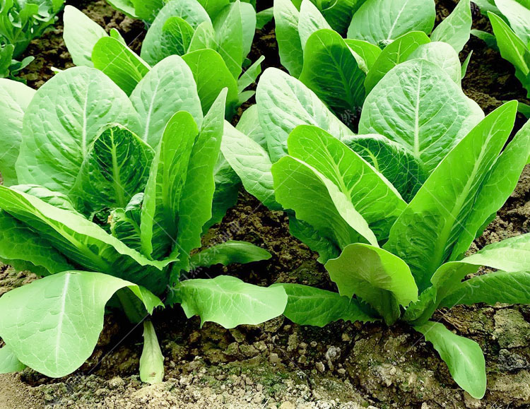 孔雀快菜种子四季小青菜种籽凤尾生菜圆叶油麦菜阳台盆栽蔬菜种孑