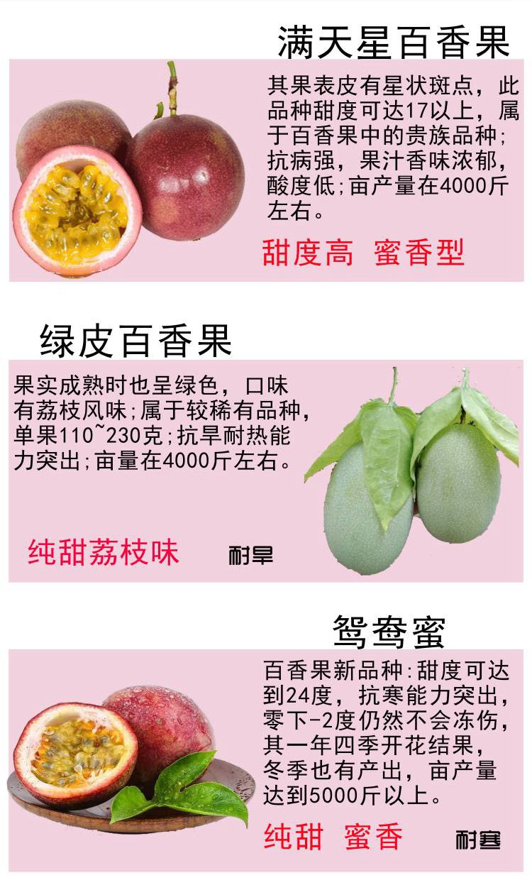 广西百香果苗百香果鸡蛋果树苗四季当年结果特大盆栽阳台种植鸳鸯蜜5