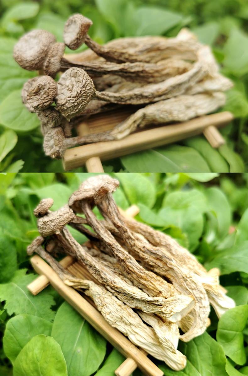 云南鹿茸菇特级干货500g正宗鹿茸菌2021新鲜食用菌菇蘑