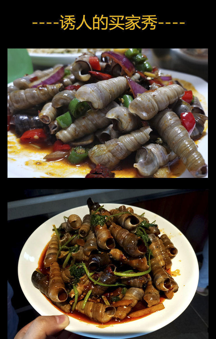 鲜活去尾钉螺新鲜螺丝肉海锥螺蛳尖螺海鲜批发水产丁螺香辣丝5斤装带