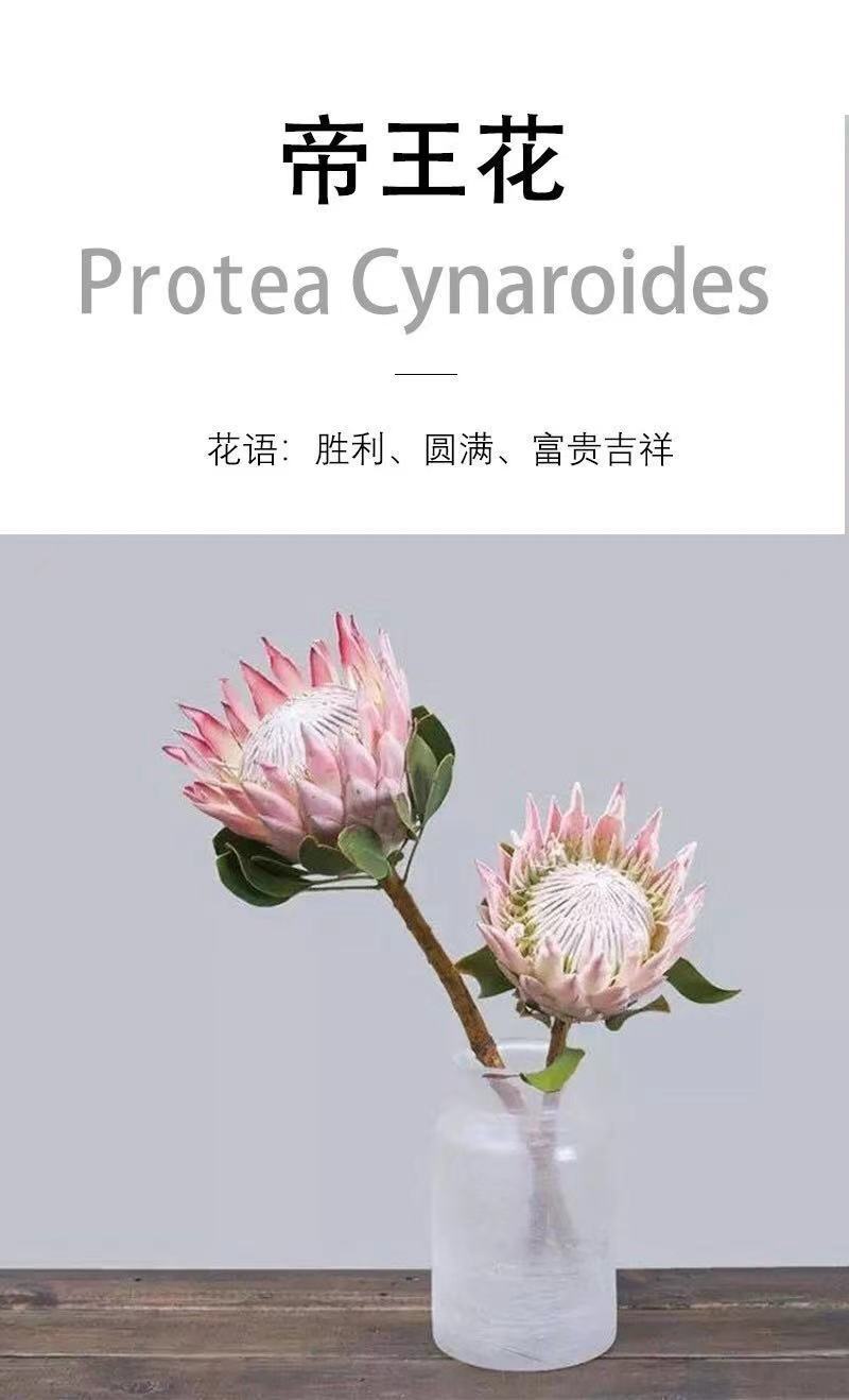 高端进口花公主花鲜花花束婚庆用花家庭办公室商务水养插画小公主红色