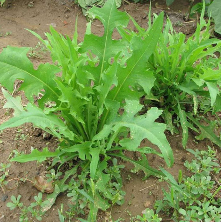 野生大叶牧草种子多年生苦荬菜种籽鹅菜四季苦麦菜猪