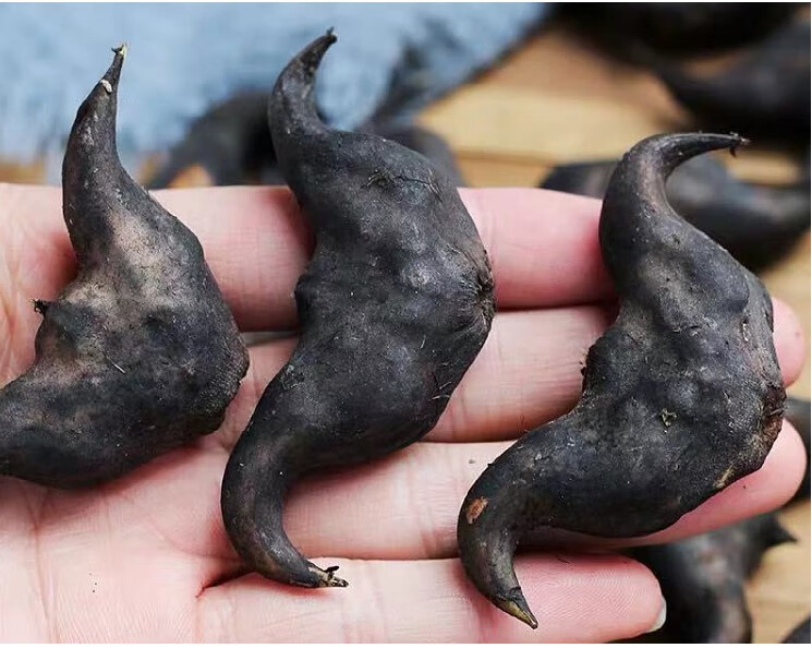 洪湖菱角新鲜老菱角粉糯莲角黑菱角湖北特产菱角新鲜生棱角凌角1500g