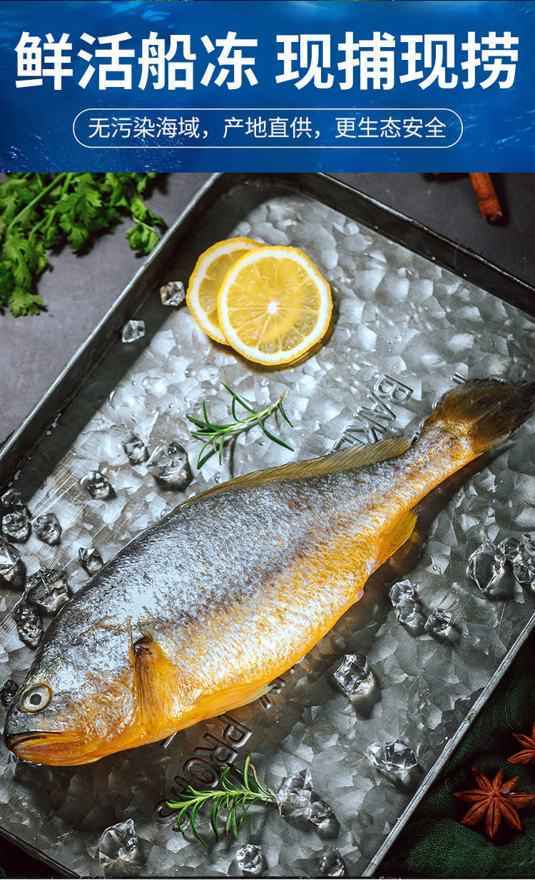 大黄花鱼新鲜深海大黄鱼宁德海鱼鲜活冷冻海鲜水产生鲜批发大黄鱼550