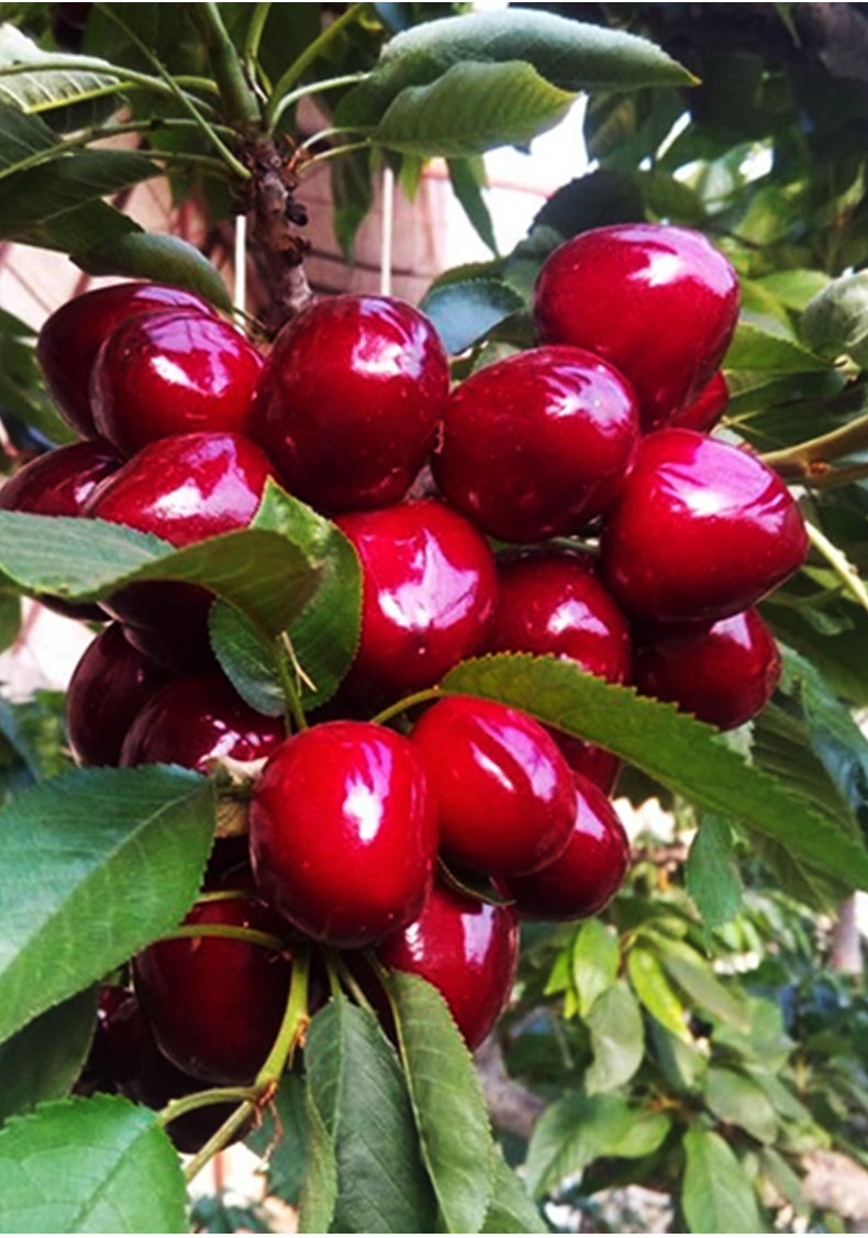 樱桃树苖矮化大樱桃苗嫁接苗南方北方种植阳台庭院车厘子树苗 2年苗