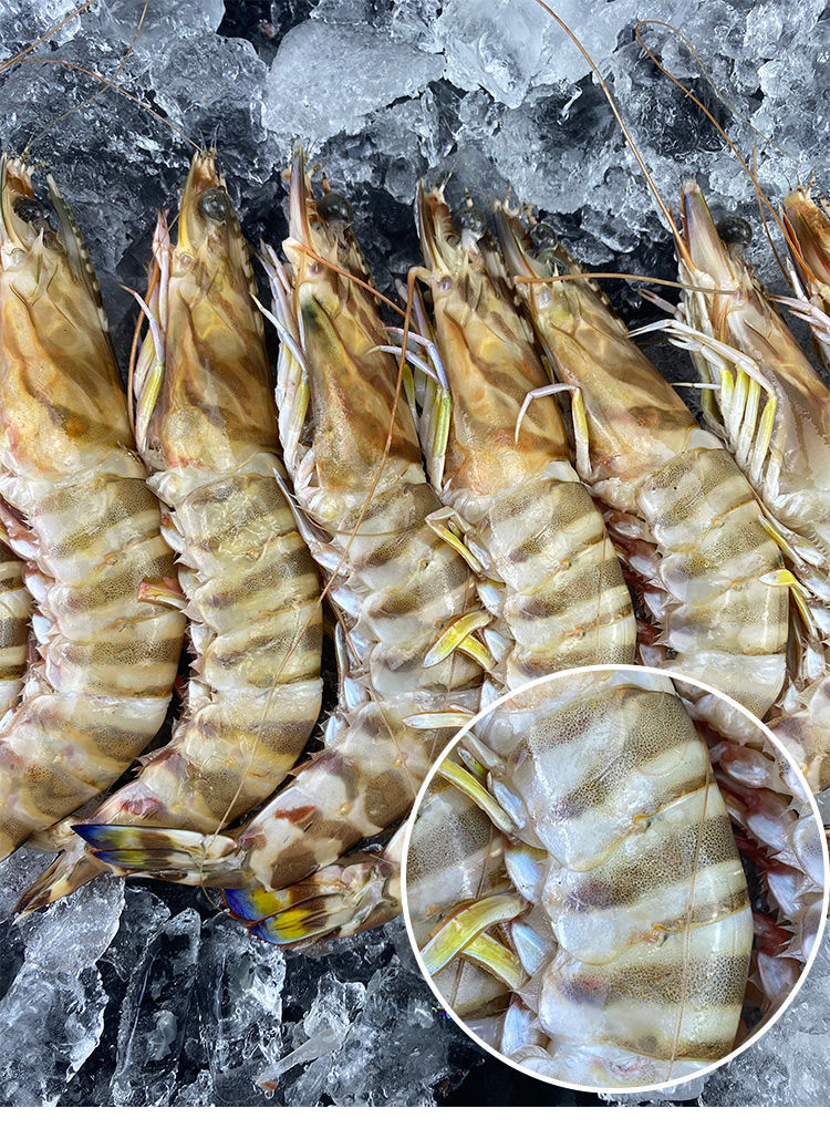 九节虾特大号大斑节虾新鲜冷冻海虾大虾生呛虾花节虾鲜活超大 斓维品