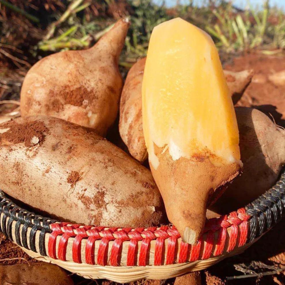 顺丰速运云南精品天山雪莲果新鲜当季10斤红黄心特级现挖雪连水果整箱