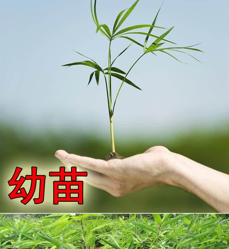 佛肚竹苗室外庭院观叶盆栽种籽四季常青沐智佛肚竹种子半斤适合盆栽