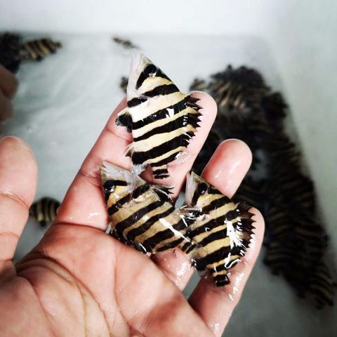 工匠头虎鱼活体印尼虎鱼苏虎苏门答腊虎鱼四纹虎鱼观赏鱼热带鱼龙配鱼