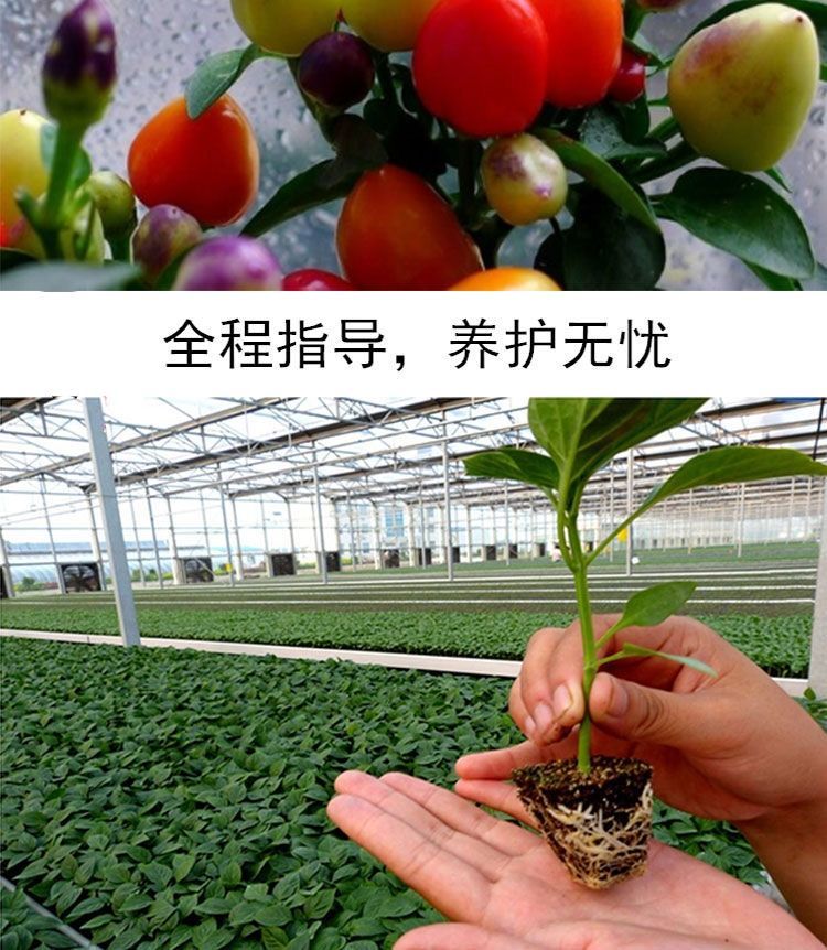四季可播辣椒种子七彩椒五彩椒朝天椒室内阳台盆栽蔬果种烈焰朝天辣椒