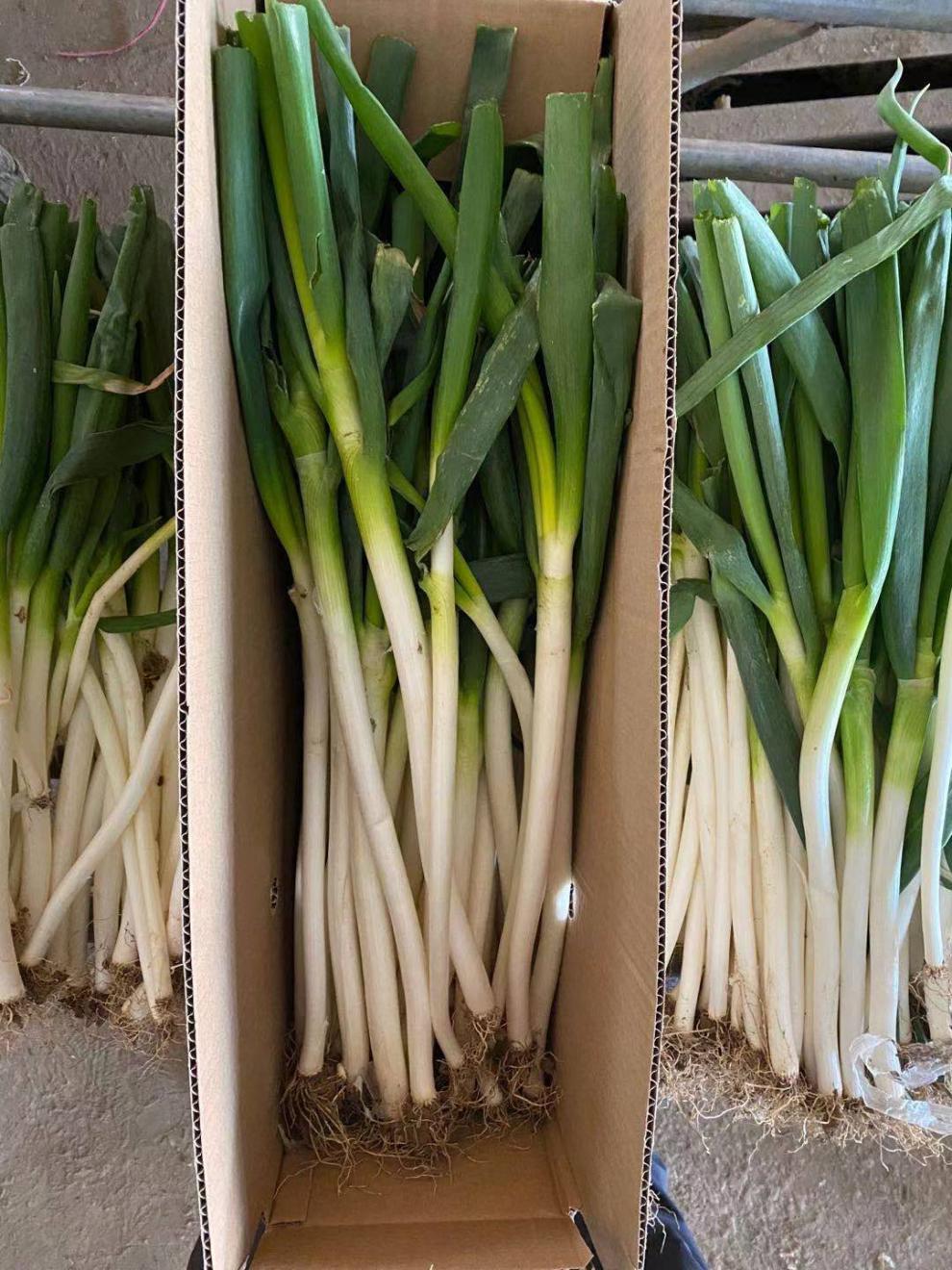 【现挖现发】新鲜山东大葱山东铁杆大葱精选安丘细葱 【去皮】去半叶