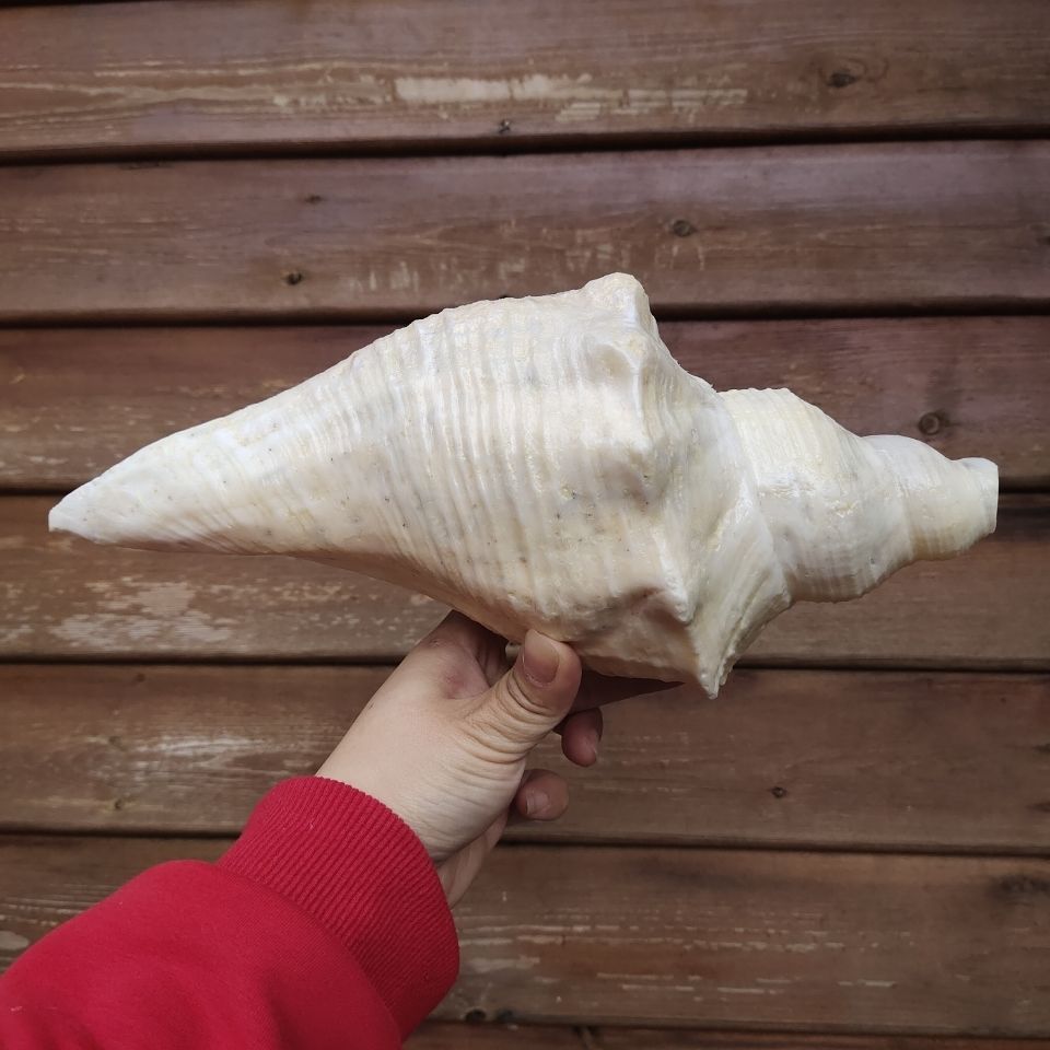 可狄 超大老螺长香螺 海角公角螺 吹响号角 天然贝壳海螺号角 海角公