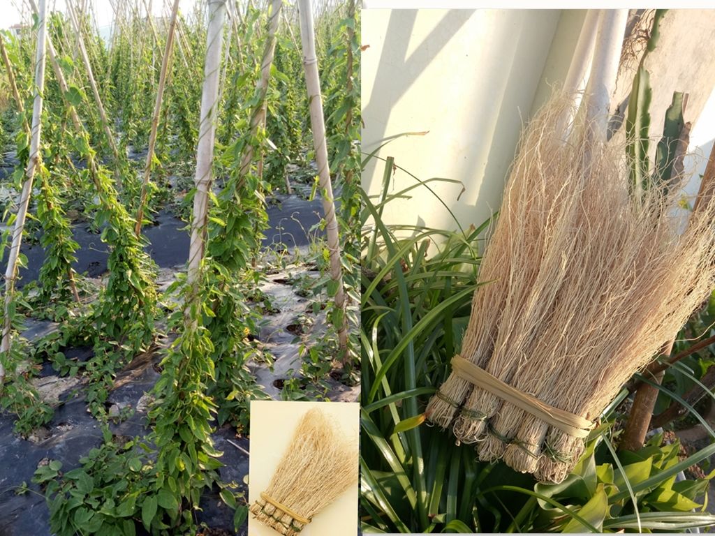 伟博产地直发草丝线根龙须草开胃草草龙须根广东汤料韶关食材4件40小