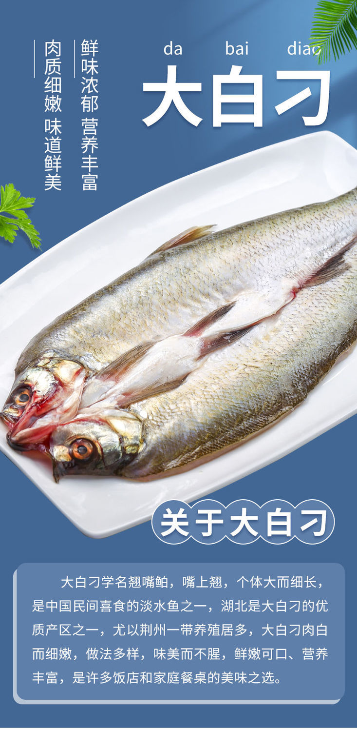 大白刁350500g翘嘴鲌翘嘴白鱼翘壳刁子鱼大白鱼淡水鱼商用半成品