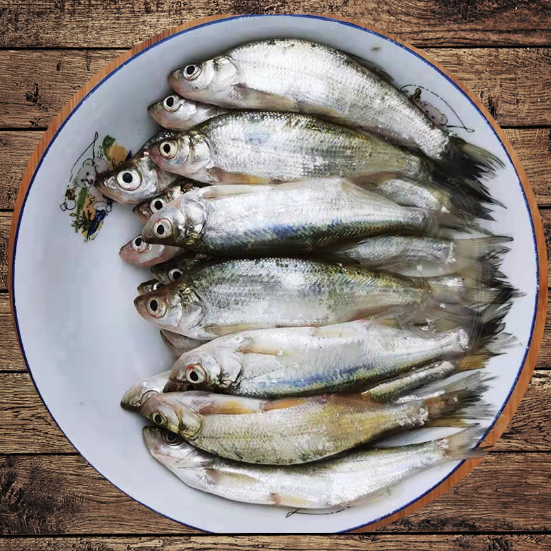 铭心顺丰速发微山湖野生小白条鱼新鲜小河鱼刁子鱼餐条鱼淡水小杂鱼现