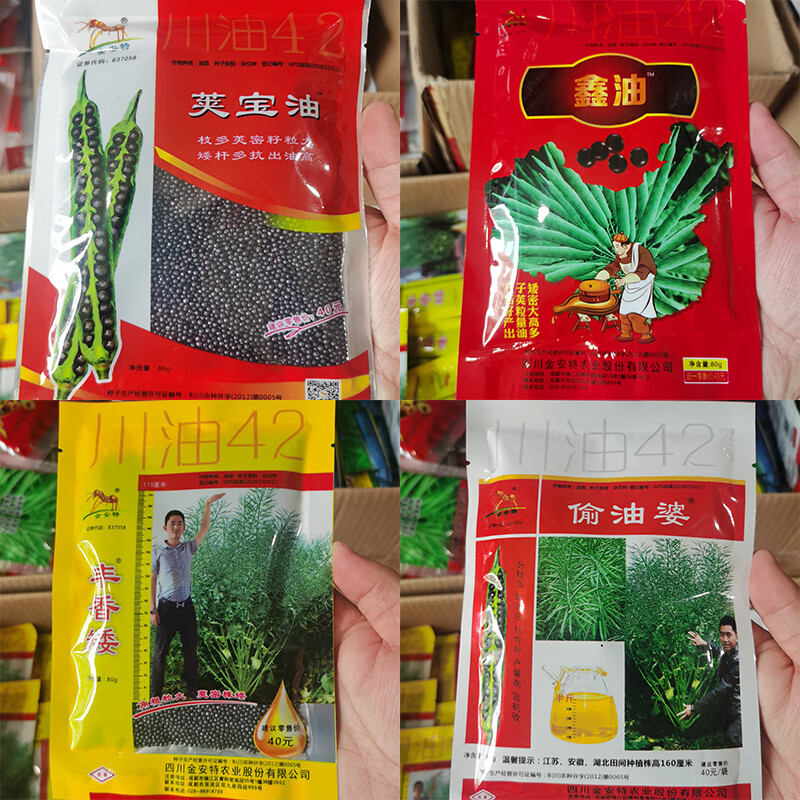 川油42油菜种子荚油宝鑫油丰香矮偷油婆矮杆油菜籽抗病秋播高产偷油婆