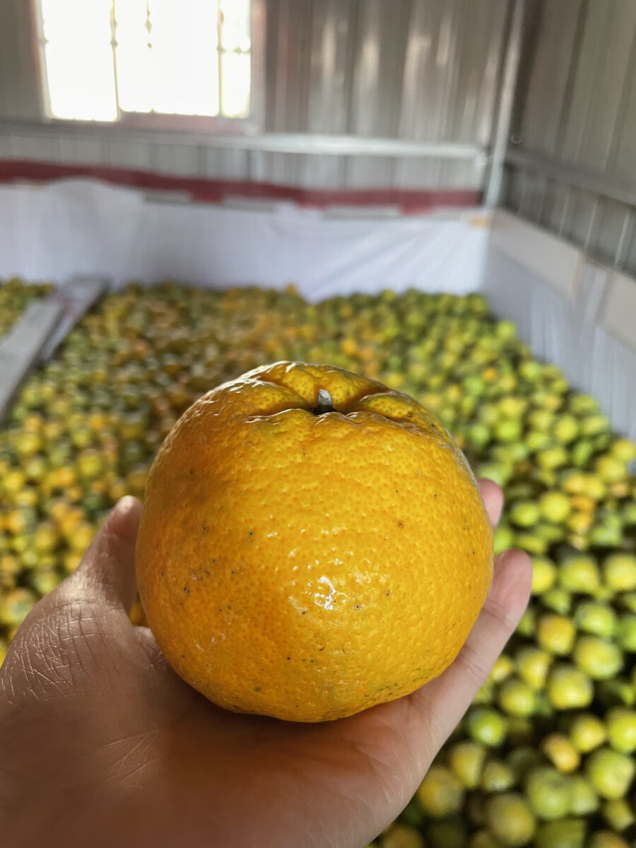 温州正宗三垟湿地园底瓯柑不上火水果甜新鲜瓯柑苦橘温州特产10斤大果