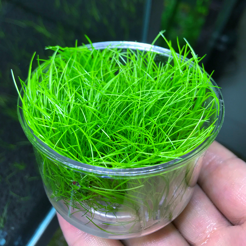 2021新品活体水草鱼缸造景前景草日本迷你牛毛正宗迷你牛毛牛毛毡无菌